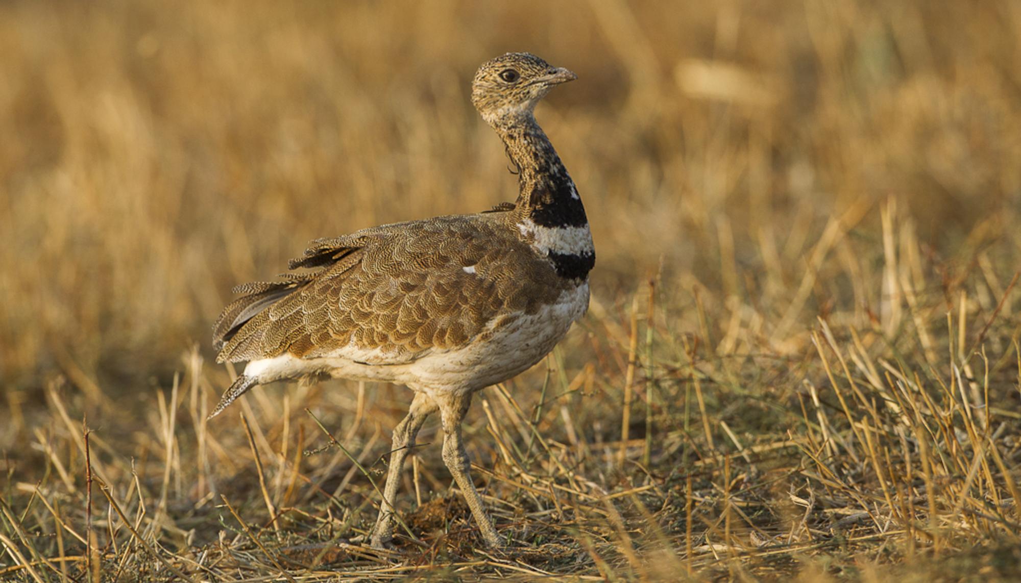 Sison Red Natura 2000